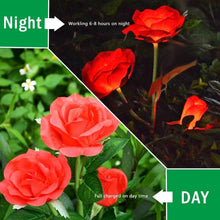 Solar pathway rose lights