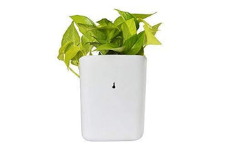 Hanging planter pot, perfect for small spaces.