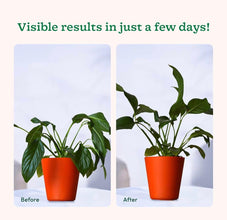 Plant Food Sticks Pack of 1